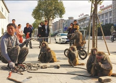 2014年，耍猴人外出表演时被带走，1个月后心爱的猴子离奇死亡