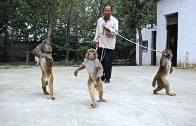 2014年，耍猴人外出表演时被带走，1个月后心爱的猴子离奇死亡