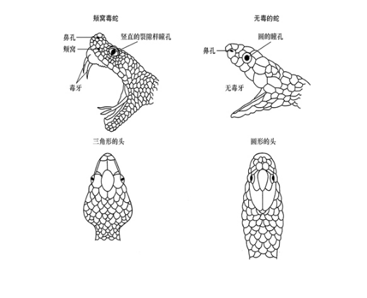 1996年，海南蟒蛇为报恩，为主人看家护院，还充当“保姆”