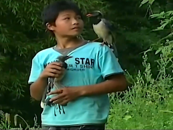 12岁少年被称为“鸟神”，不仅能指挥行动，而且还能和它们说话