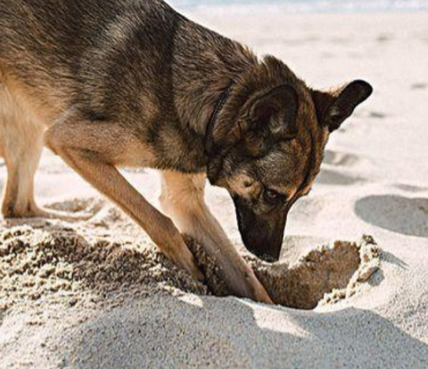 1998年，美国温顺家犬深夜将女主人折磨死，警方调查发现背后隐情