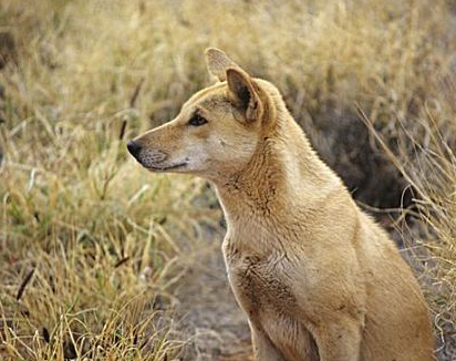 1998年，美国温顺家犬深夜将女主人折磨死，警方调查发现背后隐情